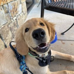 Happy Paws Rescue - Lincoln (formerly Bryan) adopted from Happy Paws in Yuba City in July 2025.