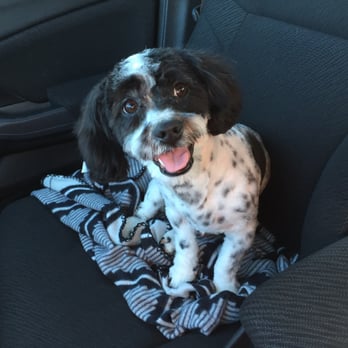 Dirty Paws Grooming Spa - Happy puppy. - Pet Groomers Near Me - Temecula, California Dirty Paws Grooming Spa - Happy puppy. - Pet Groomers Near Me - Temecula, California