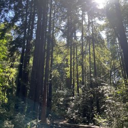 Ride the Redwoods