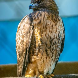 Raptor Trust - Red-tailed Hawk