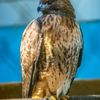 Raptor Trust gift card