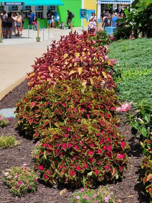 Water Country USA by null