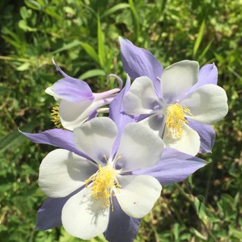 Marriott's StreamSide Birch at Vail - A Columbine, the State Flower of Colorado. - Hotels Near Me - Vail, Colorado