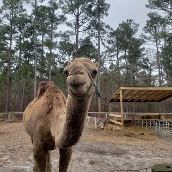 Aloha Safari Park - Zoos Near Me - Cameron, North Carolina Aloha Safari Park - Zoos Near Me - Cameron, North Carolina