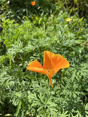 Sand Dune Park by null