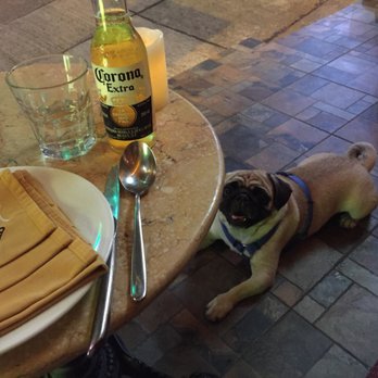 GURU - Bonus pug - Indian Near Me - Hong Kong, HK GURU - Bonus pug - Indian Near Me - Hong Kong, HK