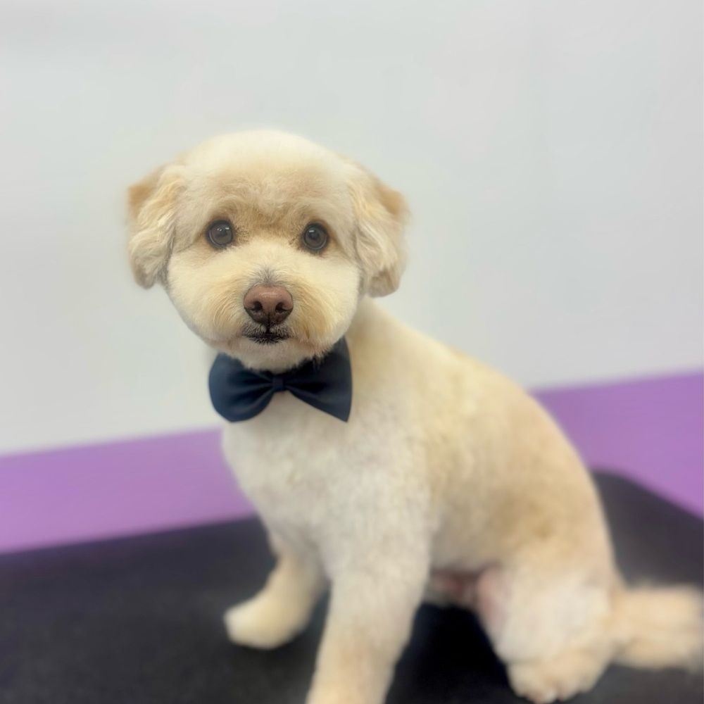 Hobi after grooming