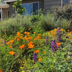 Brodeur Landscapes - Spiring Blooms in Sacramento's Tahoe Park.
