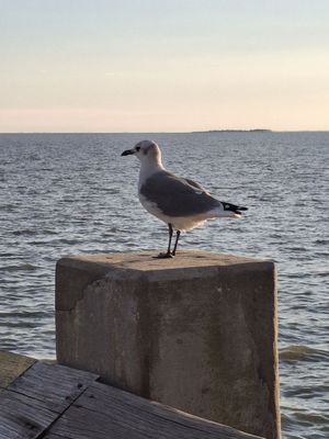 Pascagoula Beach Park by null
