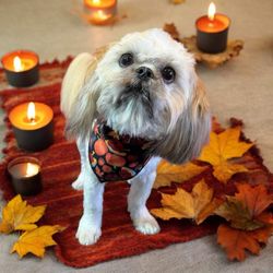 Strut Your Mutt Pet Groomer - A photo Kevin sent me after he was finished with grooming him.