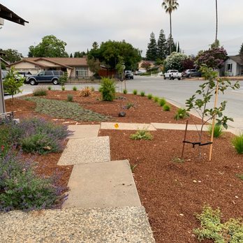 Blue Hibiscus Gardens - Drought resistant front yard with new trees! - Landscape Architects or Designers Near Me