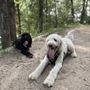 Photo of Off-leash Dog Area