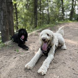 Off-leash Dog Area - July 2025