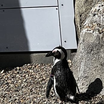 Penguin Encounter - Aquariums Near Me - San Diego, California Penguin Encounter - Aquariums Near Me - San Diego, California