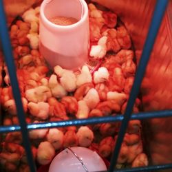 Tractor Supply - Terrible treatment of live animals. One bin had no.access to water. When notify staff, they stare at me like i am speaking another language.
