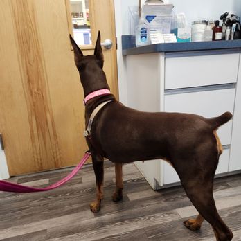 Berkeley Veterinary Center - My doberman eagerly awaiting the friendly staff. Come feed me peanut butter? - Veterinarians Near Me - Berkeley Township, New Jersey Berkeley Veterinary Center - My doberman eagerly awaiting the friendly staff. Come feed me peanut butter? - Veterinarians Near Me - Berkeley Township, New Jersey