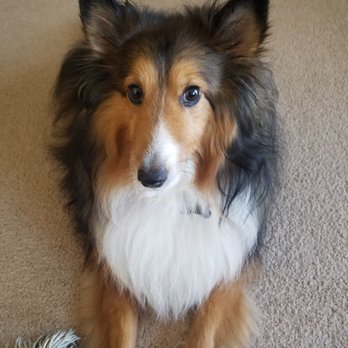 Precious Paws & Claws Pet Salon - Pet Groomers Near Me - La Puente, California