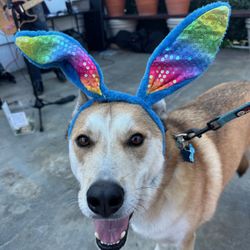 Fetch Pet Care - Easter!! At Boo's!