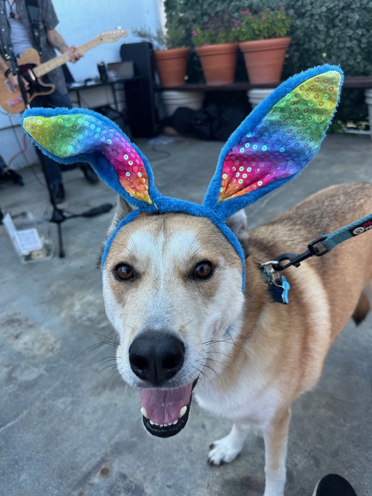 FETCH! Pet Care Image