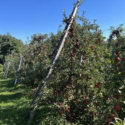 Apples Apples