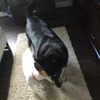 Jack Russell Network - Play time - Pet Adoption Near Me