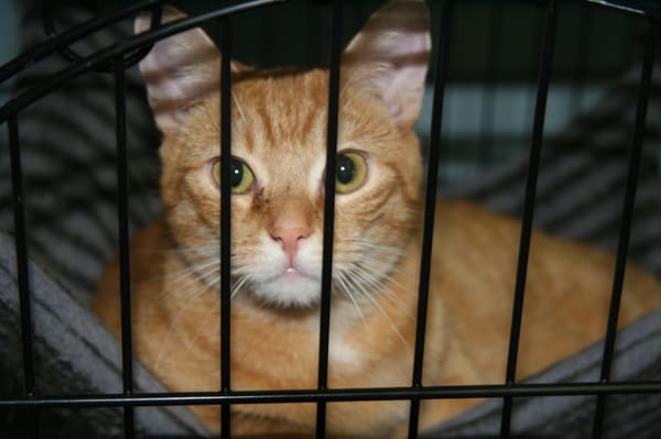 PAWS Atlanta by null