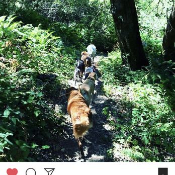 Jet Dog - Dog Walkers Near Me Jet Dog - Dog Walkers Near Me