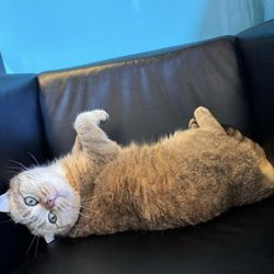 The CEO. So cute