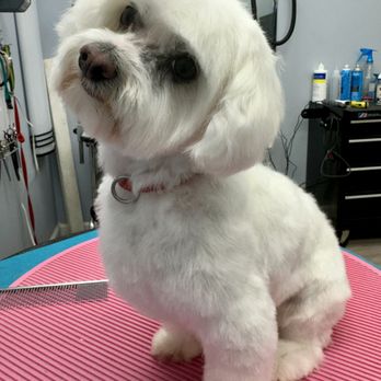 Gentle Touch Pet Salon - Cute Teddybear clip - Pet Groomers Near Me - McMinnville, Tennessee Gentle Touch Pet Salon - Cute Teddybear clip - Pet Groomers Near Me - McMinnville, Tennessee