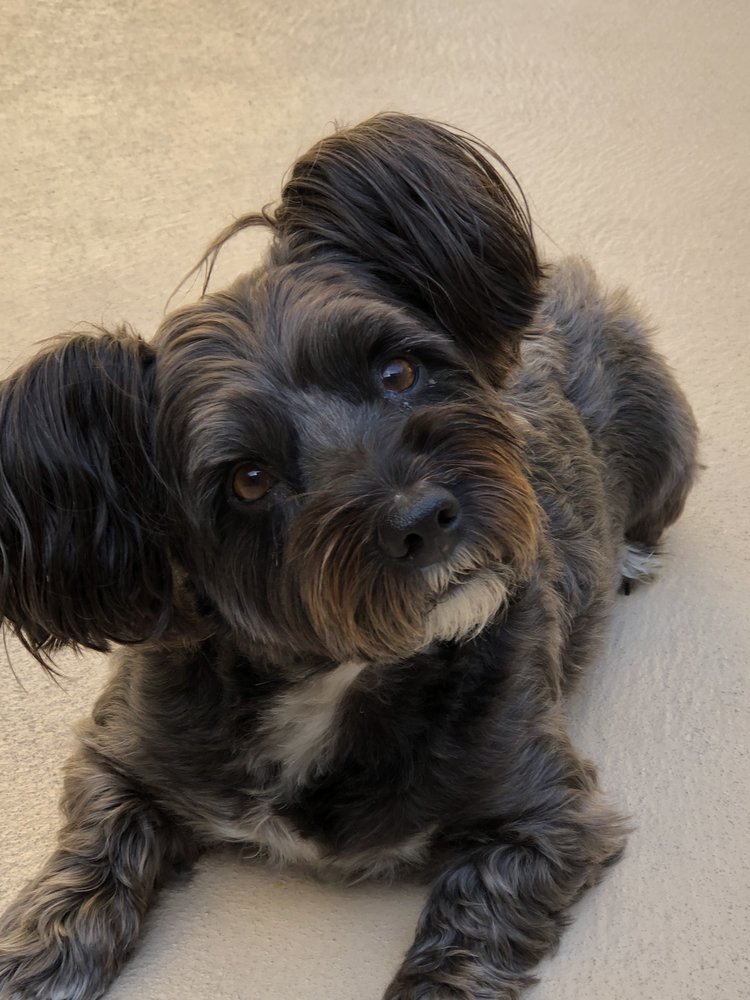 COLD NOSE PET SALON Updated September 2024 26 Photos & 66 Reviews