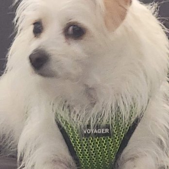 PetSmart - Theres my boy. I sure could have used their help, but no. - Pet Groomers Near Me - Palm Springs, California PetSmart - Theres my boy. I sure could have used their help, but no. - Pet Groomers Near Me - Palm Springs, California