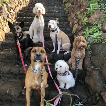 Trail Waggers - Dog Walkers Near Me