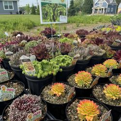Succulents
