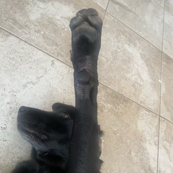 The inFURmary - I won't show the before picture, but, all stitched up and good as new! - Veterinarians Near Me - San Diego, California