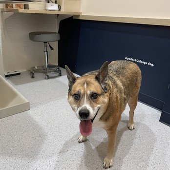 Bond Vet - Lakeview - Veterinarians Near Me - Chicago, Illinois Bond Vet - Lakeview - Veterinarians Near Me - Chicago, Illinois