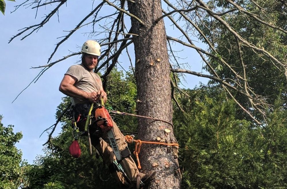 A1 Timber Tree Service - tree service in Cheyenne, WY
