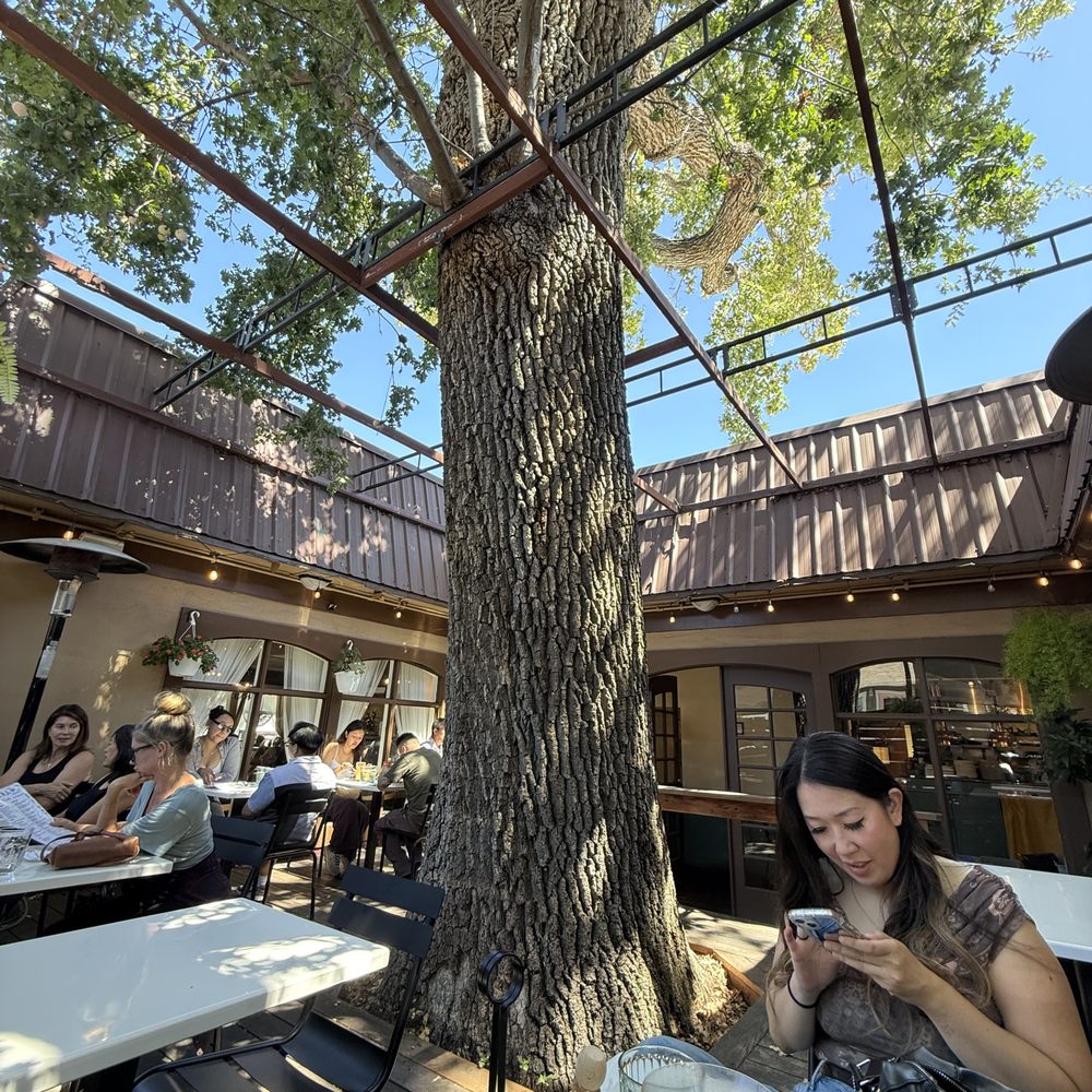 Darla Cafe  - Outside Seating - Asian Fusion Near Me - Saratoga, California