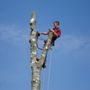 Photo of Almighty Tree Service