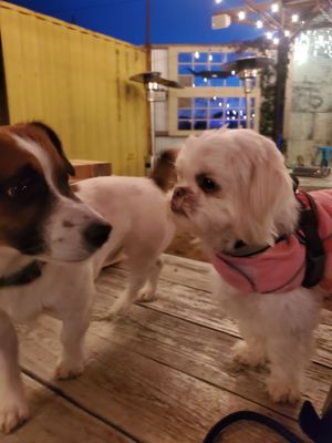 Blue Oak Trading Company