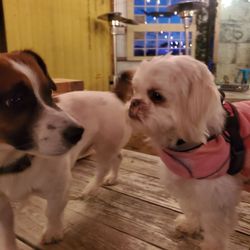 Blue Oak Trading Company - Luna and her stocker.