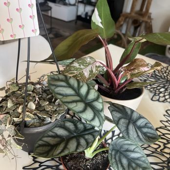 Leaf EnLight - Nurseries & Gardening Near Me - Pomona, California