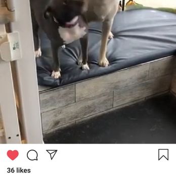 Beach Buds Doggy Daycare - Insta goodies! - Dog Walkers Near Me - Long Beach, New York Beach Buds Doggy Daycare - Insta goodies! - Dog Walkers Near Me - Long Beach, New York