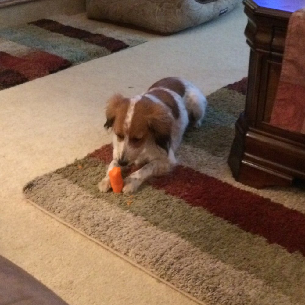 K9 Paw Print Rescue - This is Bella. We are totally in love!  Yes, she's eating a carrot!  Our fosters Included her toys and handmade blanket! - Animal Shelters Near Me