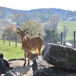 Fort Chiswell Animal Park