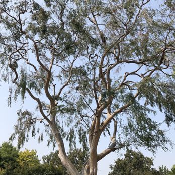 Redwood Arbor Care - After photo - Tree Services Near Me Redwood Arbor Care - After photo - Tree Services Near Me