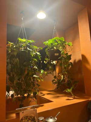 Strings Ramen Shop Hyde Park by null