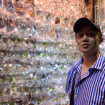 金魚街 - I hide my face in shadows - Pet Stores Near Me - Hong Kong, HK