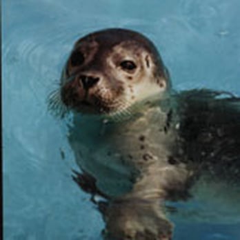 Natureland Seal Sanctuary - Zoos Near Me - Skegness, LIN