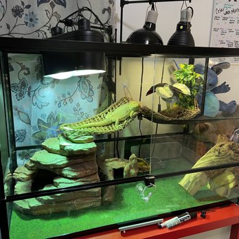 Reptile Factory Downey - Oreo - Reptile Shops Near Me - Downey, California Reptile Factory Downey - Oreo - Reptile Shops Near Me - Downey, California