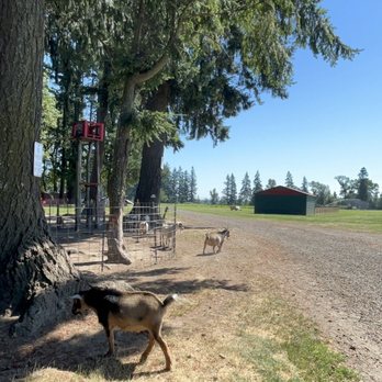 Fir Point Farms - Fruits & Veggies Near Me - Aurora, Oregon Fir Point Farms - Fruits & Veggies Near Me - Aurora, Oregon